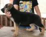 Daxie Di Casa Milan