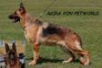 Agira von Petworld