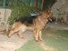 Jackie vom Kuwait k9-team