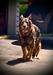 Barbar Errinor <span style="color: darkblue">FEMA Level 2 Cadaver, ATF Accelerant Detection Canine, FR1, PPD, CGC, FRP1, VST 11/2/09 - ✝️ 7/22/22</span>