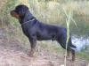 <span style="color: darkred">RUS JCH, RUS CH,</span> Fadi Crni Lotos <span style="color: darkblue">CW BEST PUPPY</span>