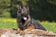 Amarok von der Hohen Brach