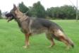 Ashanti von der Hohen Brach