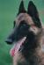 CHFIN  EST N WJSG-94 Xilly's Meta-Marocco (Malinois)