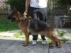 Bart Noster Amicus