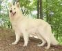 Crystal Moon's Hurricane Beau
