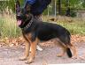 List aus Garten Win Diesel