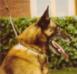  Snap van Bouwelhei (Malinois)