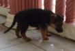 Duke Vom Sokariepelle