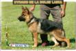 Xyrano De La Dulce Laika