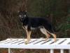 K9 Bero von den Roten Vorbergen