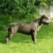 Timeo des bois de cave canem <span style="color: darkblue">RECOMMANDÉ-TAN/TC</span>
