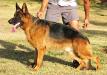 Falk De La Taniere Des Lions