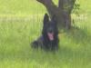 Sable Der Schonen Dame