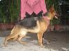  Rommina of Purva's