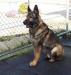 Tracker Ace von Schraderhaus