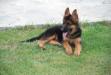 Bulut von Alp