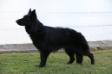 Blackthorn's Onyx