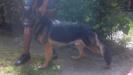 Perry's Beauregard II