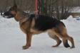  Faerhund N`Yoli