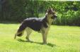 KAMI Slovak Working Dogs