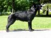 Brynhildr Vom Sachsenwolf