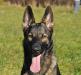 Deacy von der Glacis