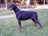  Biene von der Doberwache