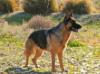 Nixie von der Sequoia Gigantea
