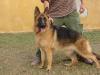 Karin Kuwait k9-team
