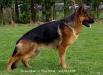Dingo Gigolo van de Ybajo Hoeve