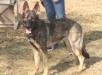 Diesel von Linienbach