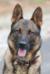 Bandit von Linienbach