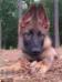 Grizzly von Linienbach