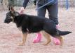 Brixi von Kleiner Feuerball