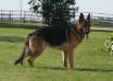 Arrko von Aries