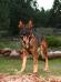 Chulo z Jirkova dvora ( Cheyenne)