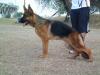 Pancho The Jomarguell