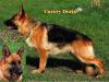 Covery Doris