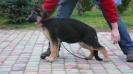 Brawos Bis (FCI) TINA