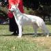 Worrywort Bada-Boom Bada-Bing <span style="color: darkblue">UKC GRAND CHAMPION, HIC D/S, VCC</span>