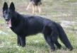 Sniffer`s Jolli