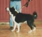 F & Int Champion, (French Breed Club's) ELITE A Bjornehusets Gino