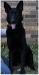 Arbeitshund Dynastie's Heiress Olliana
