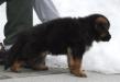 Ace von der Beizjagd