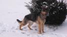 Jilmarpet's Quint
