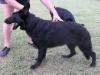 Blk Dahlia Von Haus Watchbear