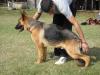 Irok von Marbo Wolf