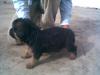 nishan`s shadow
