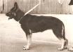 Elfe von Trafalga